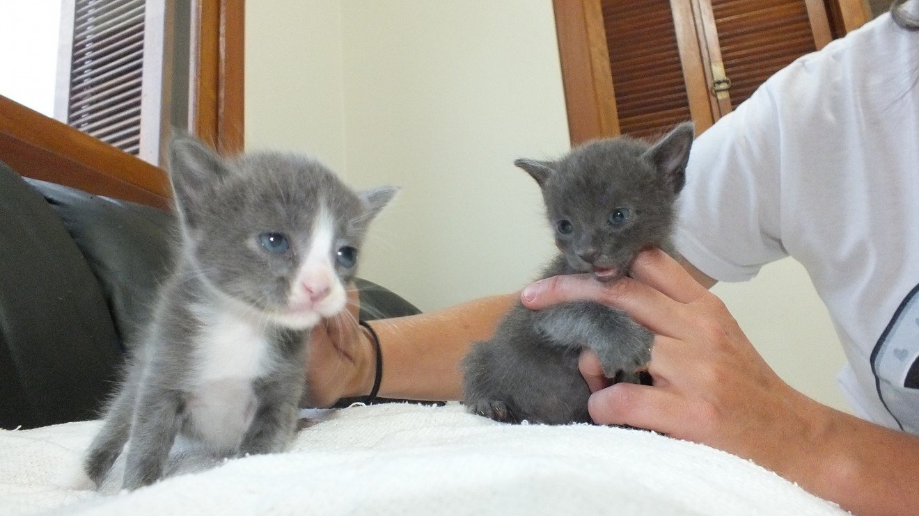 Descubra as delícias de ter um gato em casa Descubra as delícias de