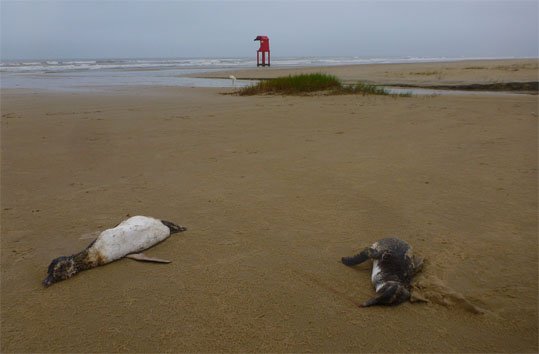 Pinguins encontrados no Litoral do RS passam por tratamento em universidade  de Rio Grande, Rio Grande do Sul