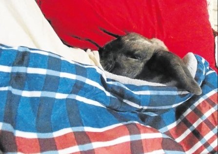 bichinho