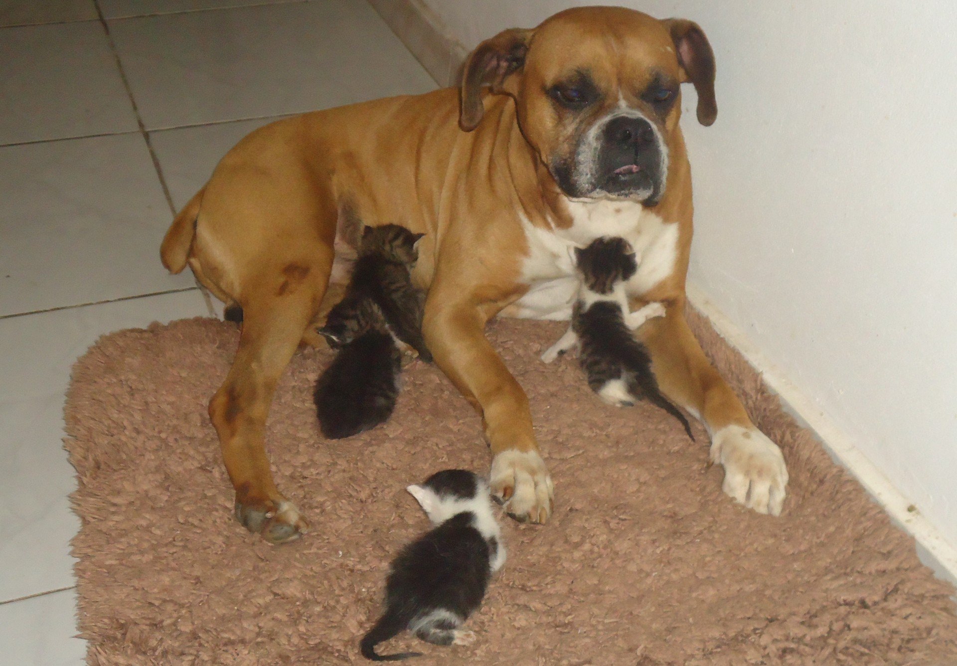 Filhote de boxer recem nascido Clearance