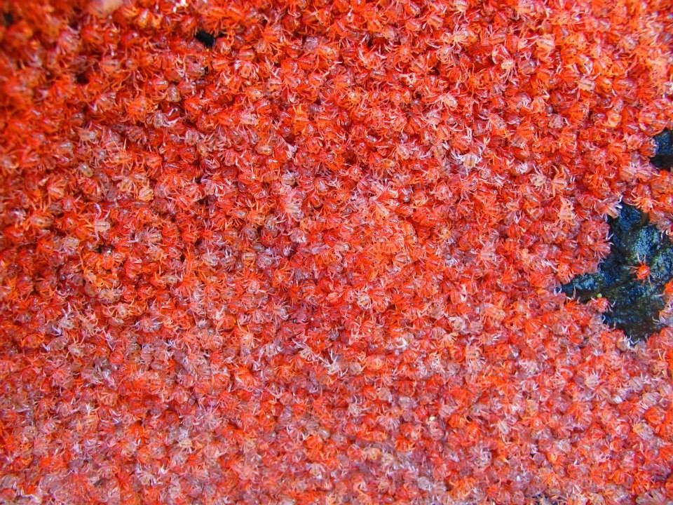 Filhotes de caranguejo vermelho invadem ilha australiana - Filhotes de caranguejo vermelho ...