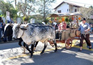 Participação dos bovinos no desfile será necessária uma Guia de Transporte Animal 