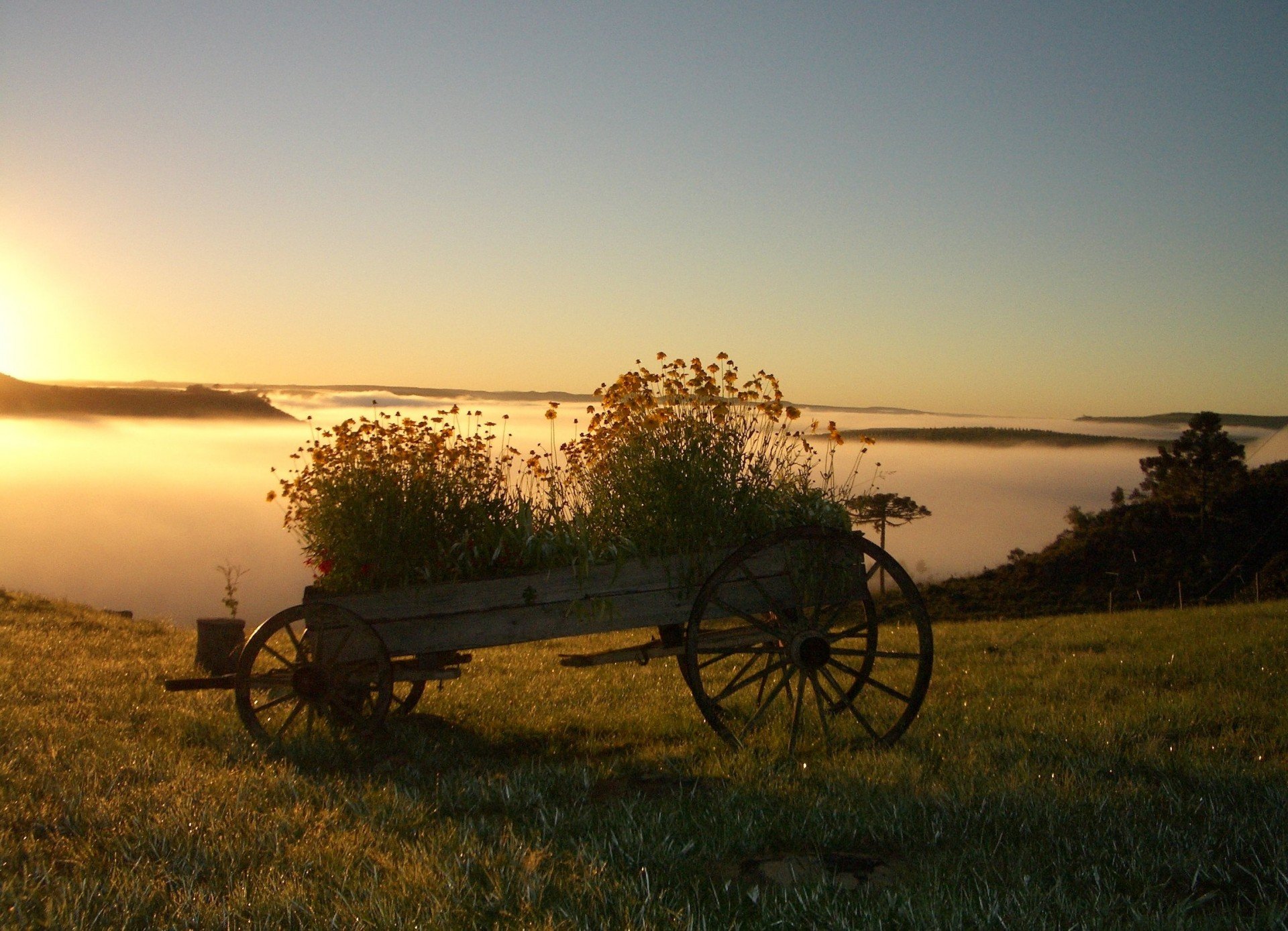 Atrás da carreta de flores, a neblina, que sempre aparece ao amanhecer