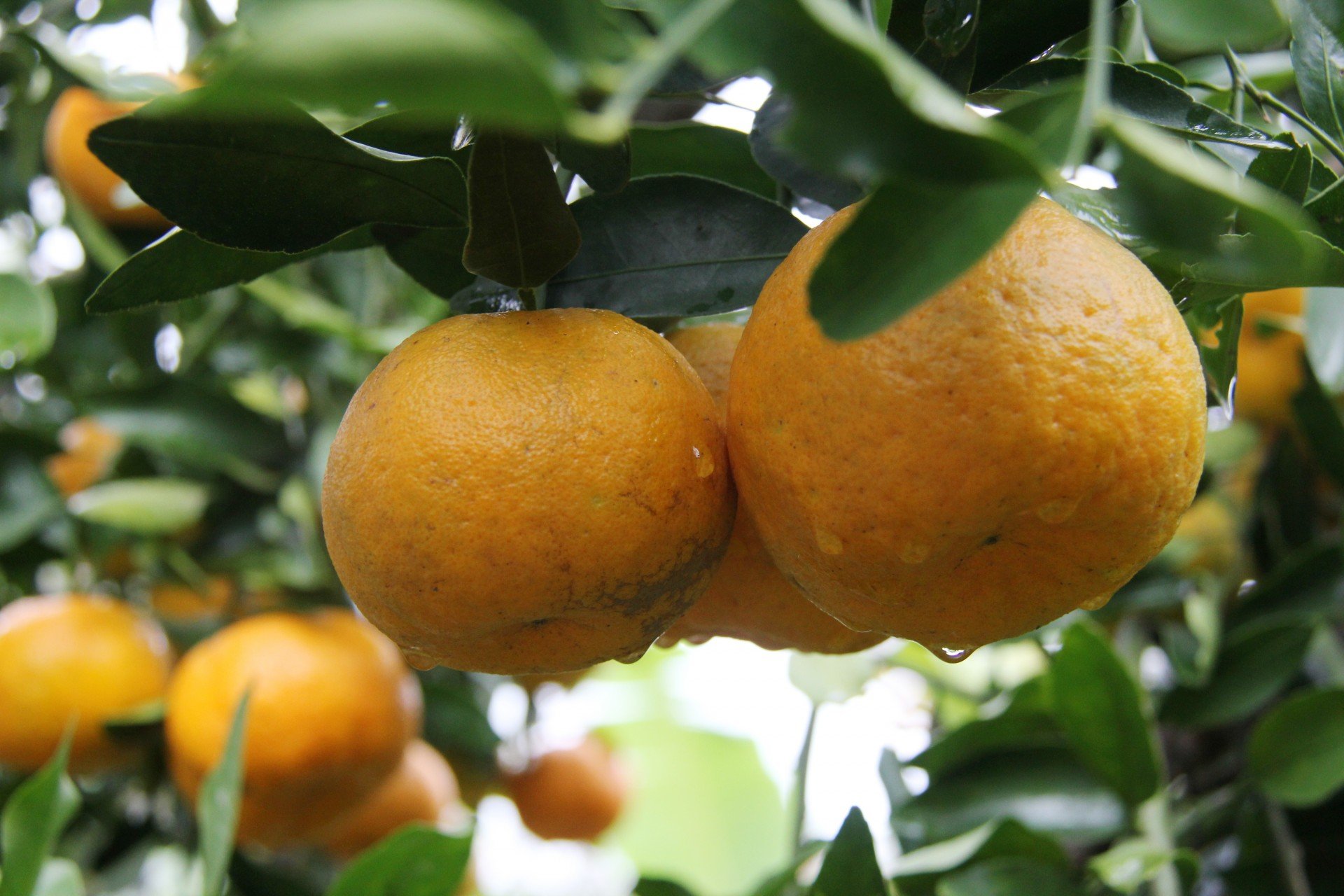 Chimia é doce gaúcho que carrega memória afetiva e muito gosto de frutas -  Sabor - Campo Grande News