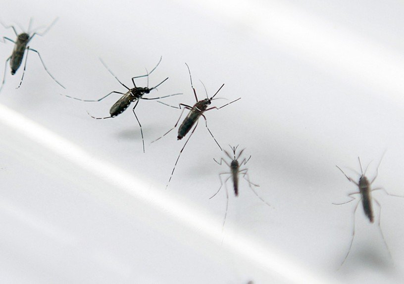 Nova Santa Rita registra casos suspeitos de dengue e Febre ... - Diário de Canoas