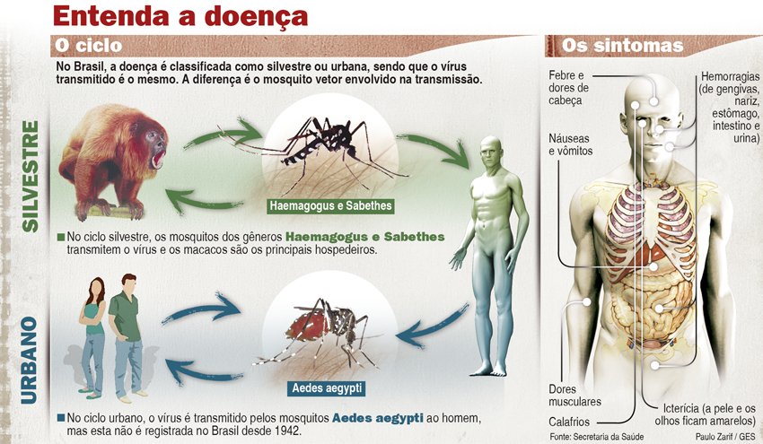 febre, contagio, ciclo