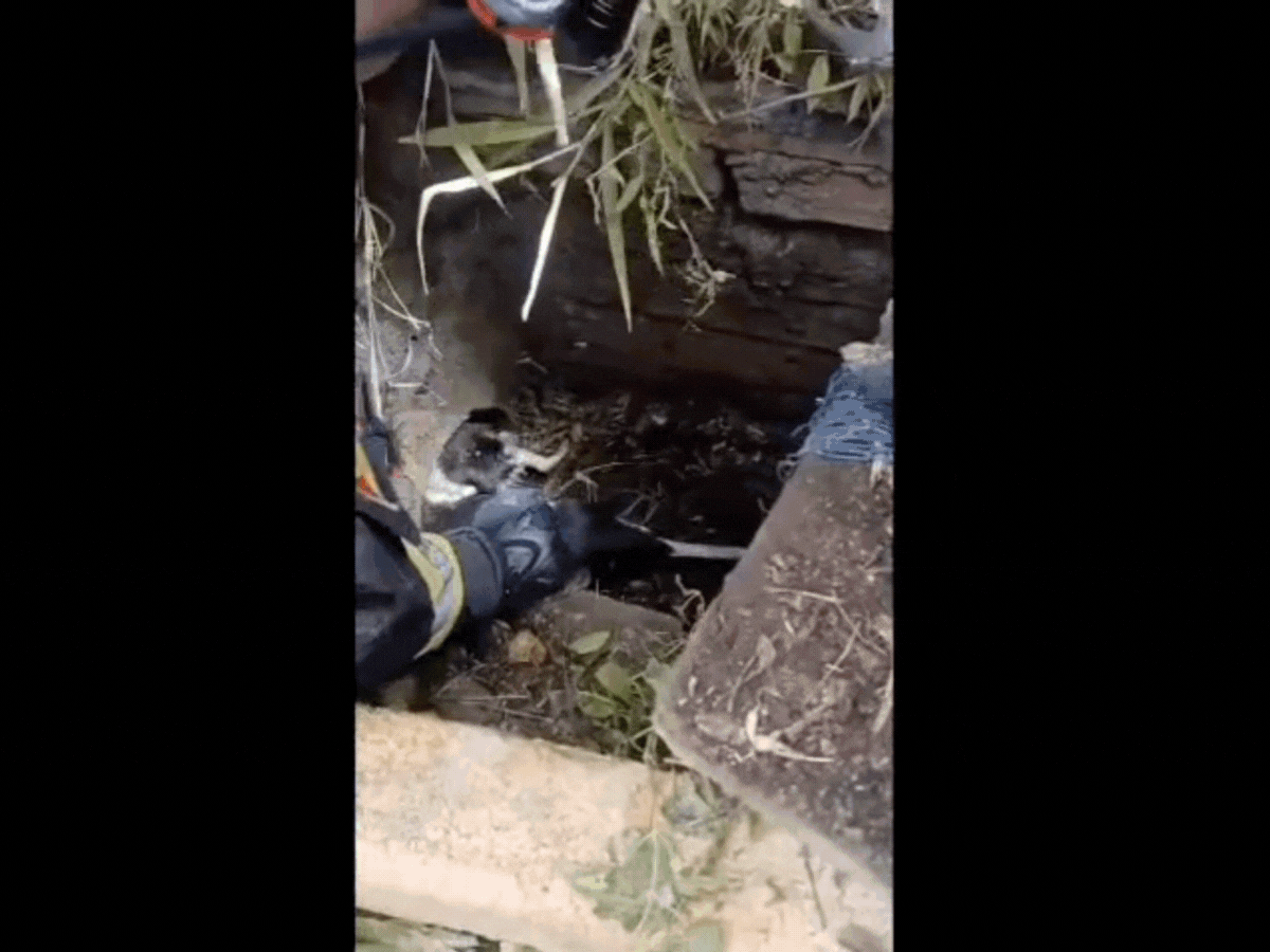 VÍDEO: Filhote de cachorro fica preso em tubulação e mãe surpreende equipe de resgate