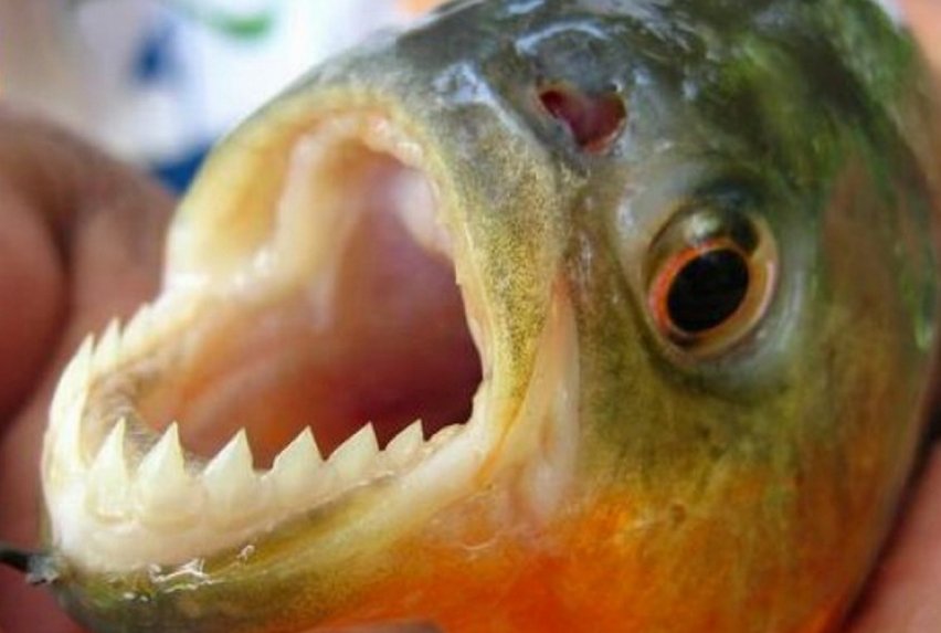 Conheça espécie de piranha que chegou ao Rio do Sinos para ficar