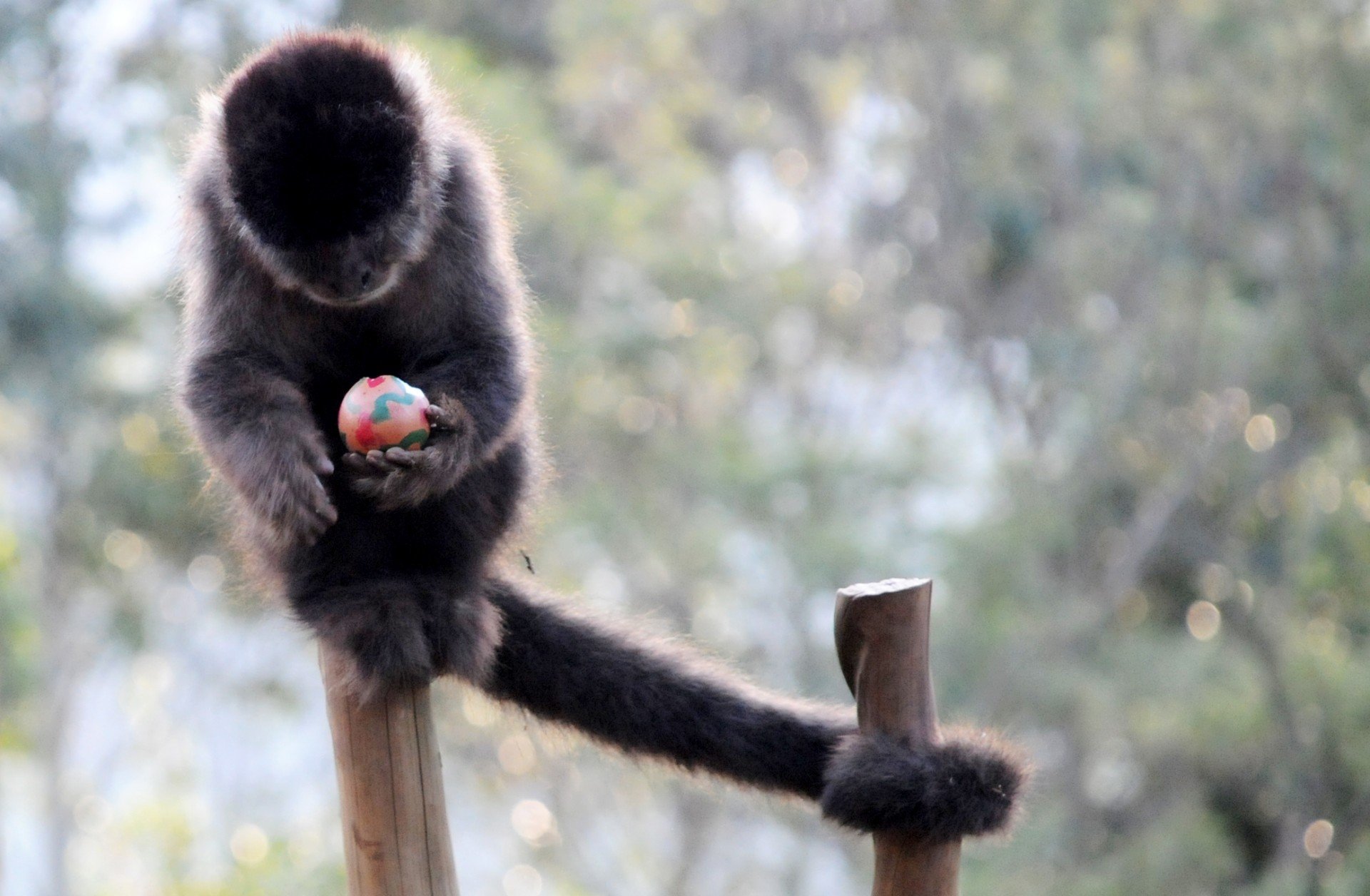 Polícia prende casal que dopava e vendia macacos do Jardim Botânico | abc+