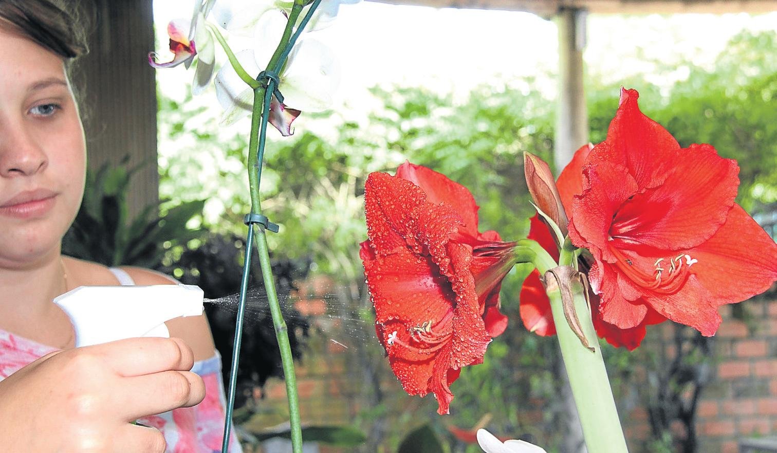Flores merecem trato especial nestes dias de calor - Região - Jornal VS