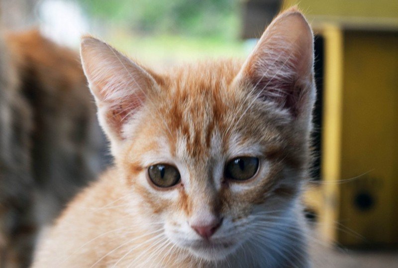 Gatos também precisam de atenção | Jornal NH