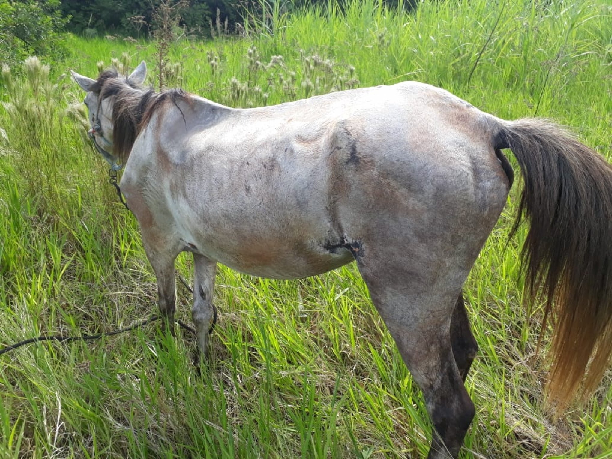 Cavalo é agredido por carroceiro e abandonado amarrado em praça