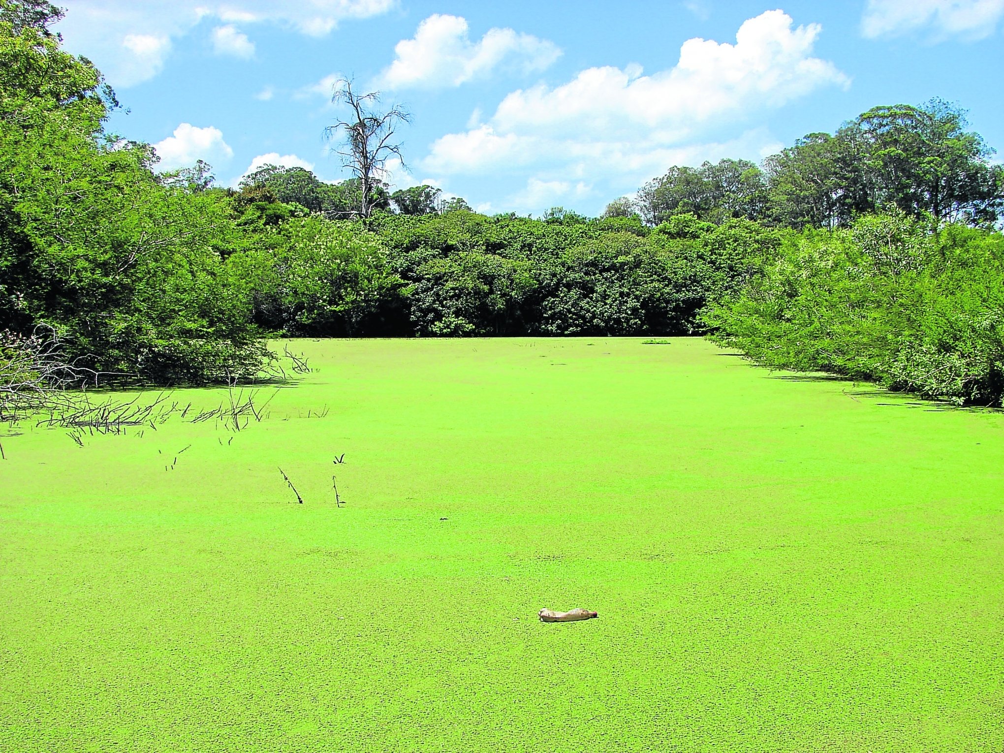 Área de preservação ambiental no Parque Zoológico em Sapucaia