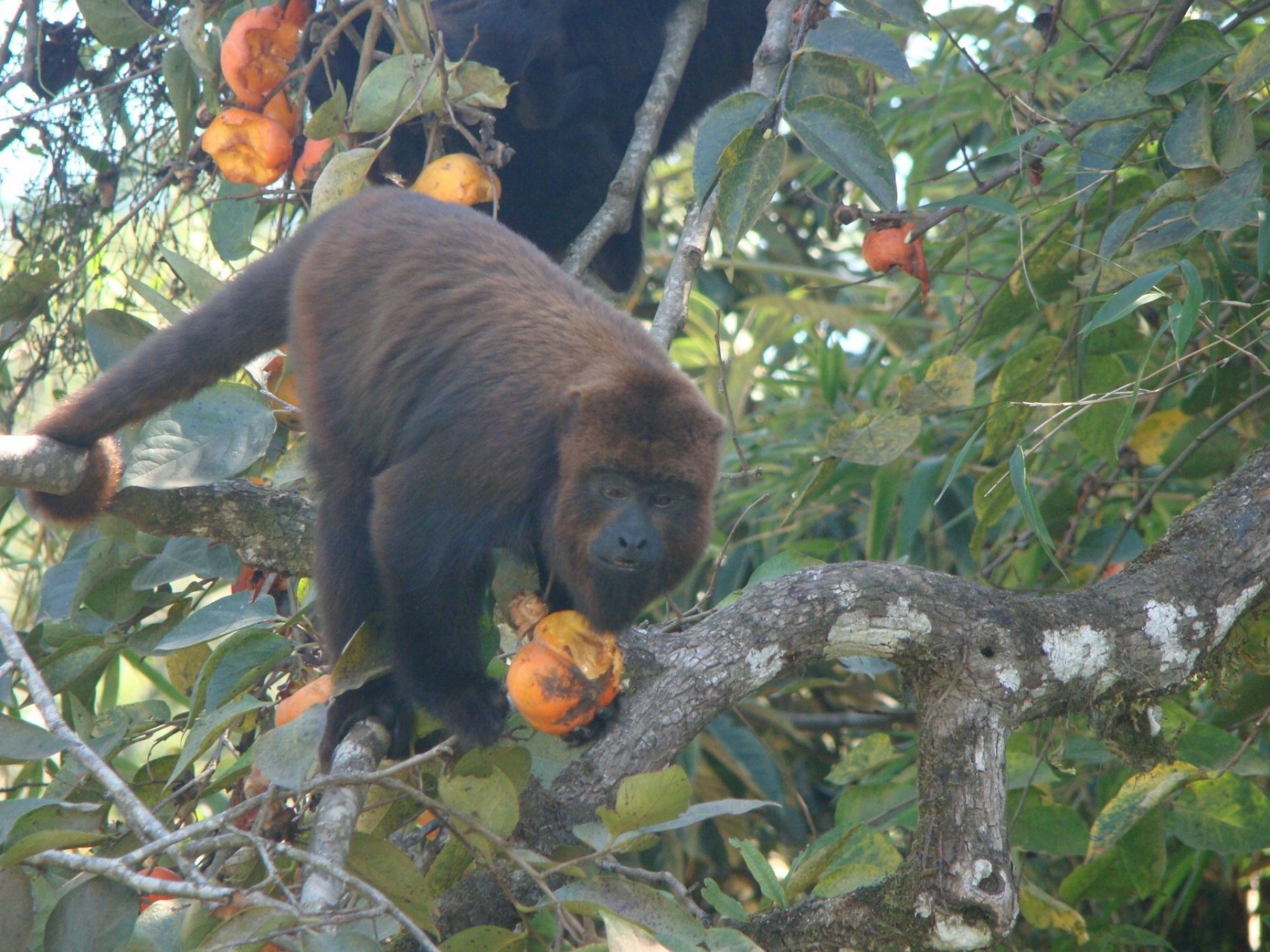 MACACO BUGIO: é um dos animais presente no Ferrabraz