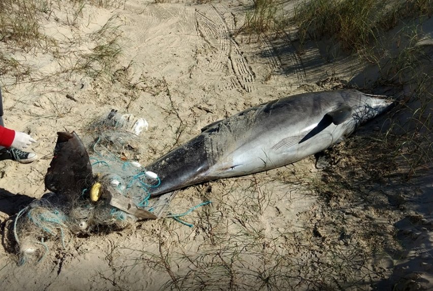 Boto foi encontrado com rede de pesca enrolada em sua nadadeira caudal