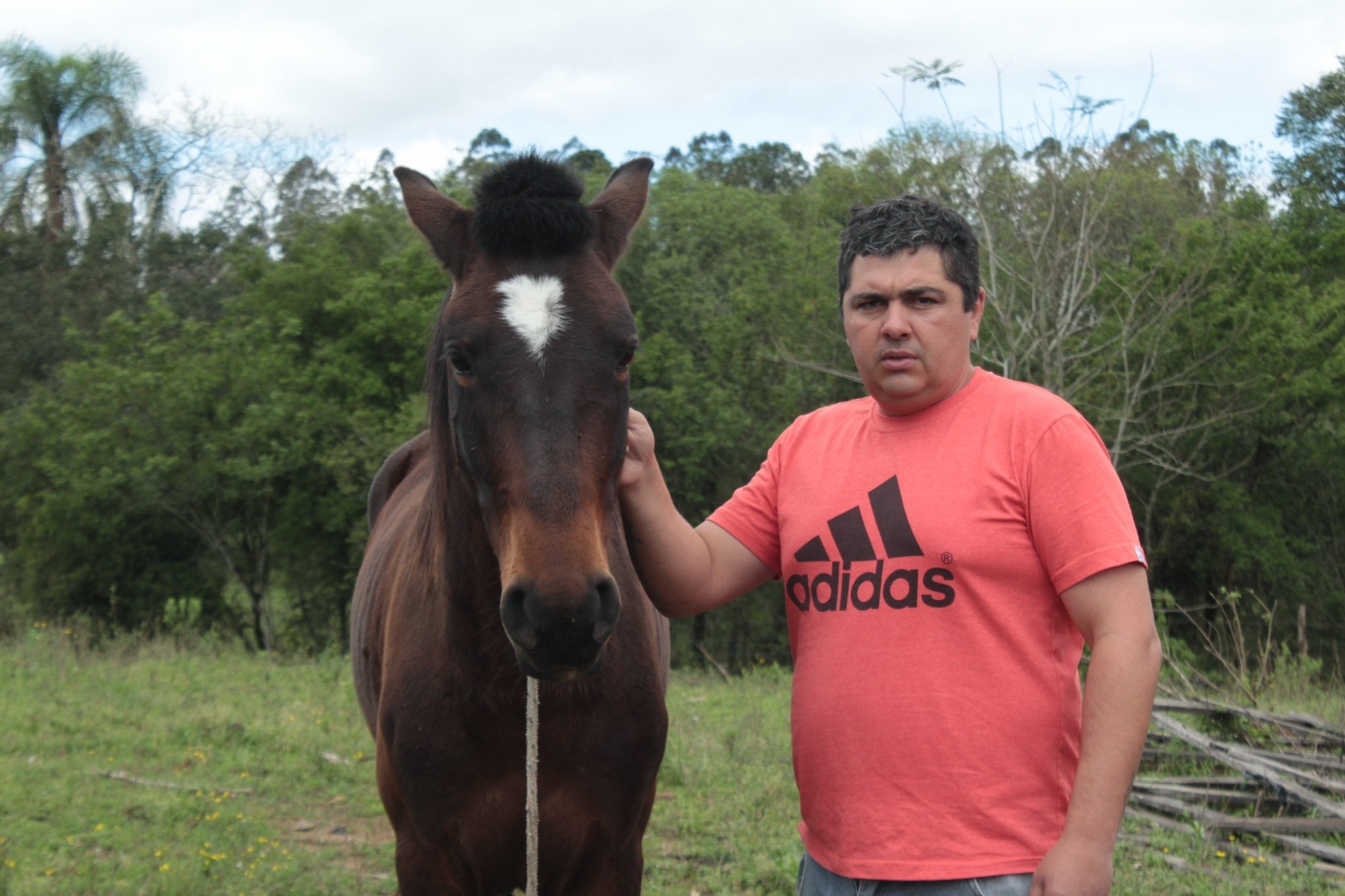 De repente, os cavalos caíram mortos no campo entre Gravataí e