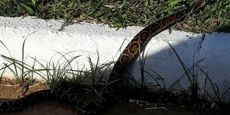 Coral Jararaca E Cruzeira Sao Os Principais Tipos De Cobras Nativas Encontradas Na Regiao Regiao Jornal Nh