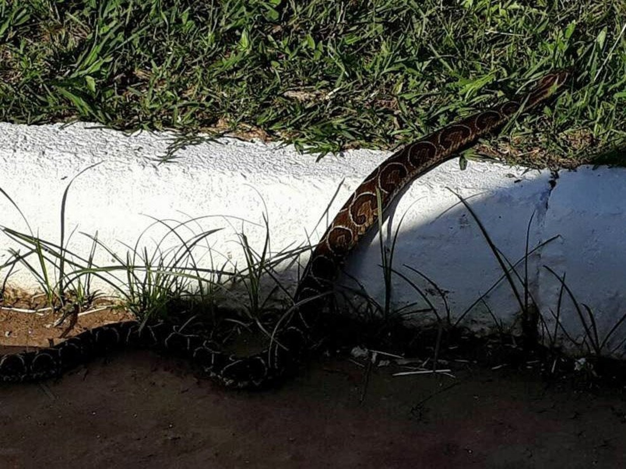Cobra é capturada no gramado antes de jogo do Cruzeiro em Cachoeirinha -  Cachoeirinha - Correio de Gravataí