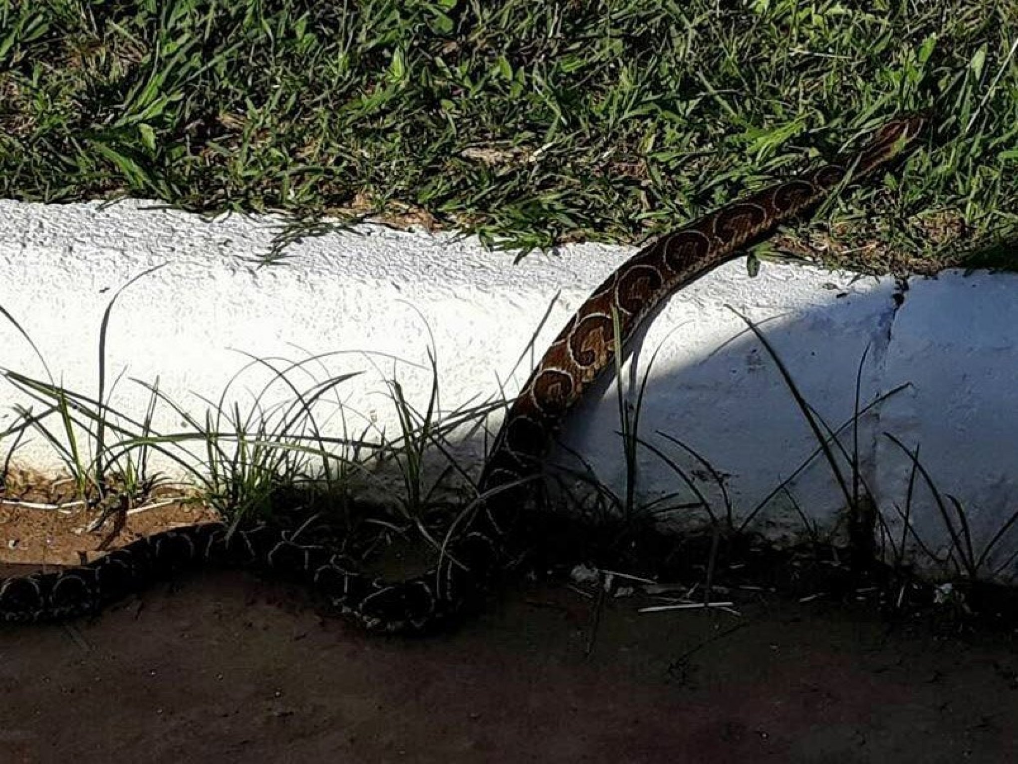 Cobra é capturada no gramado antes de jogo do Cruzeiro em Cachoeirinha -  Cachoeirinha - Diário de Canoas