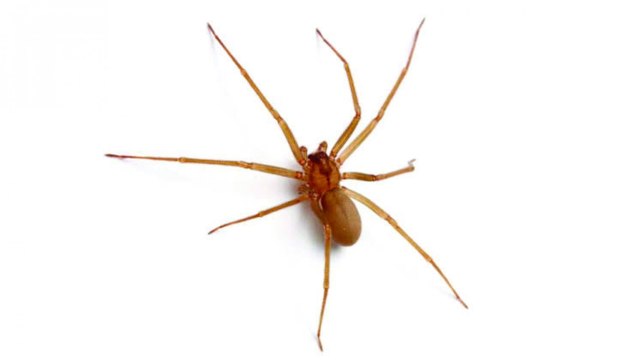 Aranha Marrom | abc+