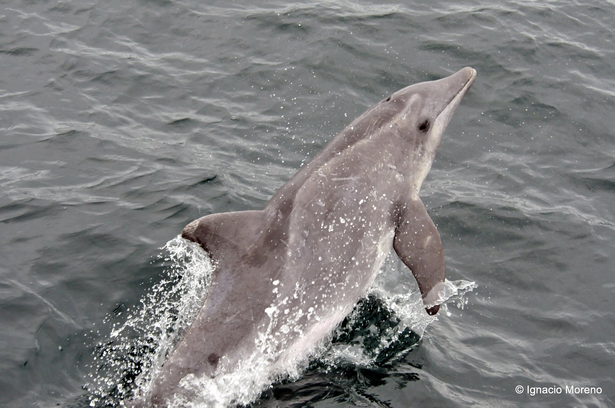 Qual a diferença entre golfinho e boto? Confira explicação de bióloga