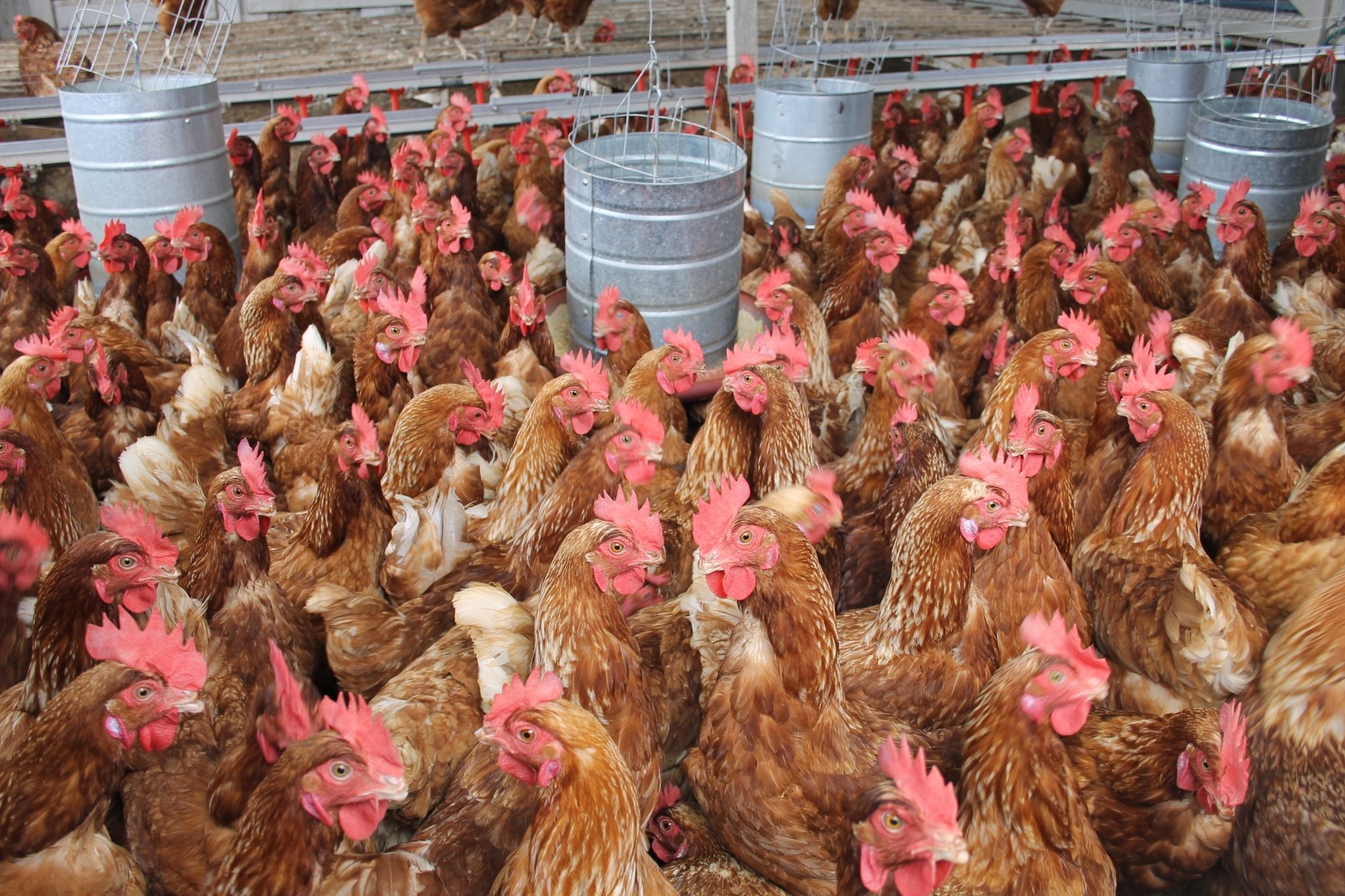 GRIPE AVIÁRIA: Aumenta a lista de países que suspenderam a compra de frango do Brasil | abc+