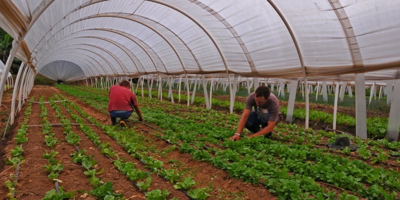 Agricultura familiar contribui para arrecadação municipal | abc+