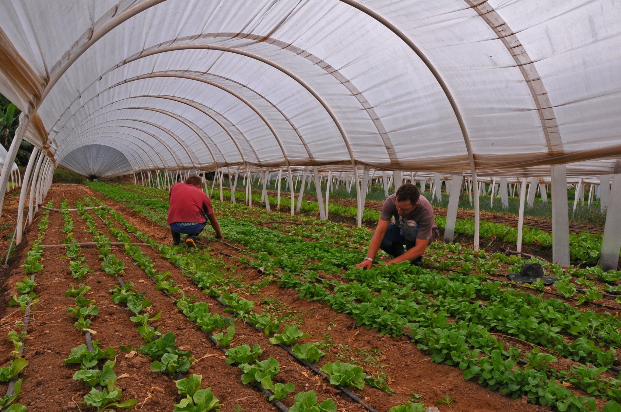 Inscrições para programa de fortalecimento da agricultura familiar seguem até sexta-feira em Canoas
