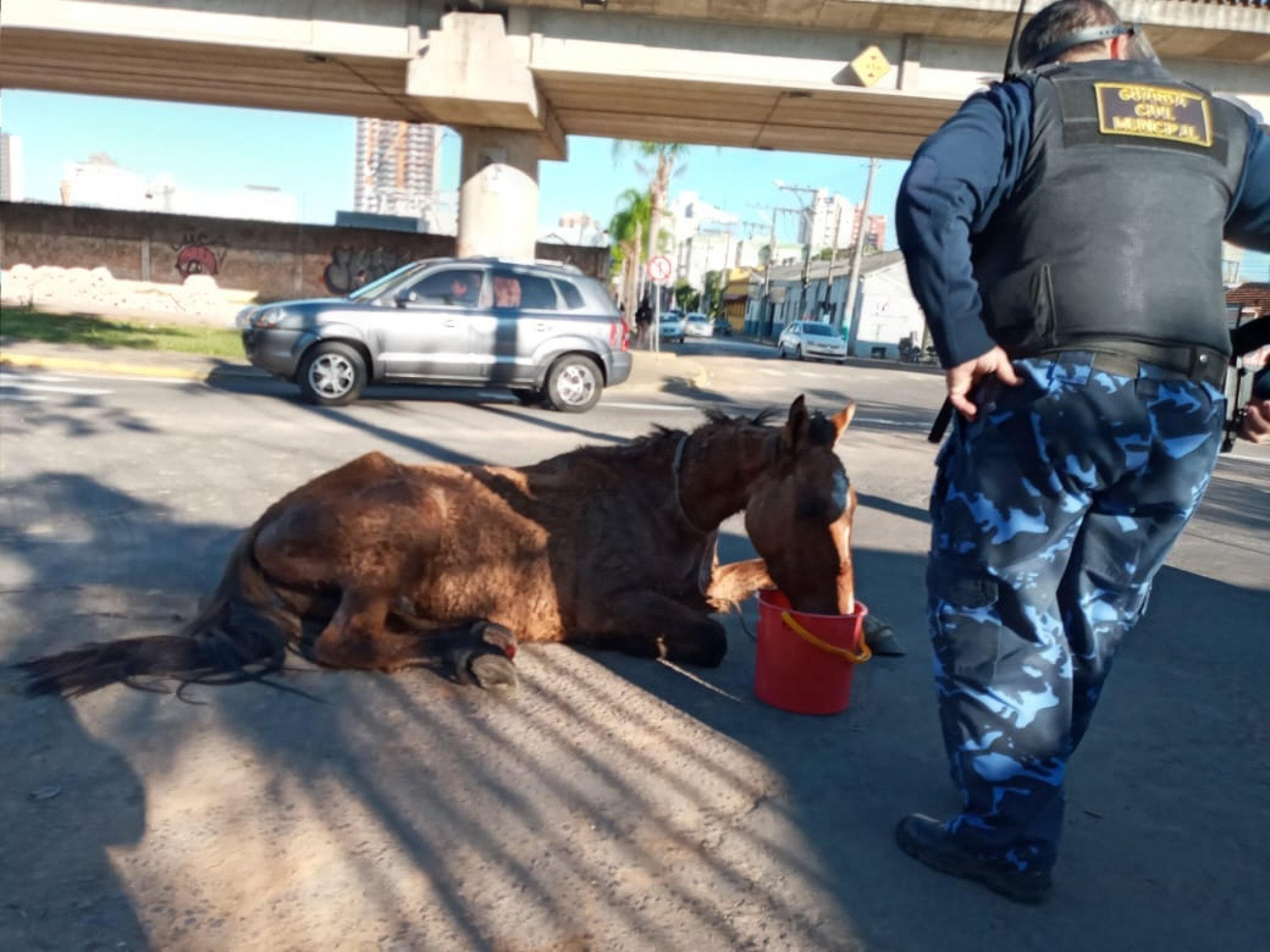 Cavalo abandonado na rua e com sinais de maus-tratos é resgatado