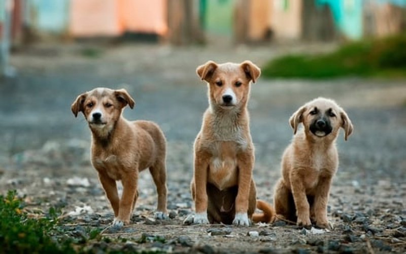 Programa para animais de rua contará com Centro de Castração, médico veterinário, cadastro e microchipagem