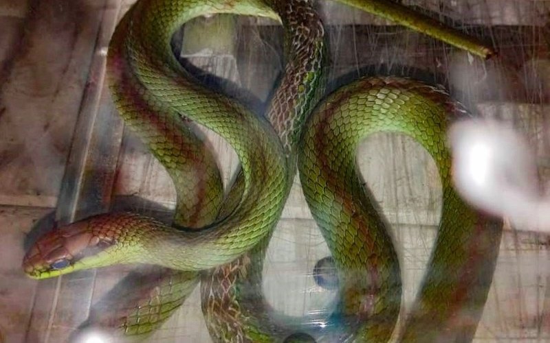 Cobra verde é uma das principais capturadas na cidade 