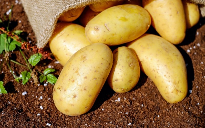 agricultura, batata | abc+