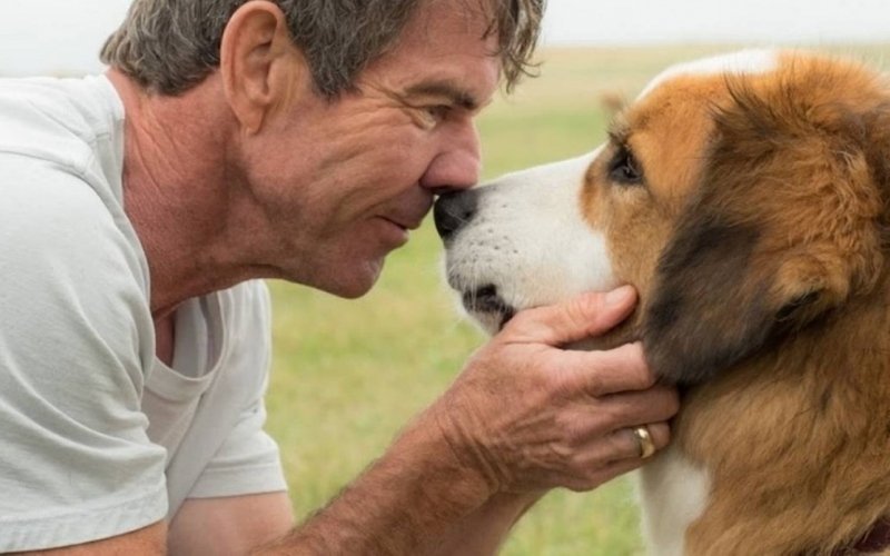 Quatro vidas de um cachorro na Sessão da Tarde  | Jornal NH