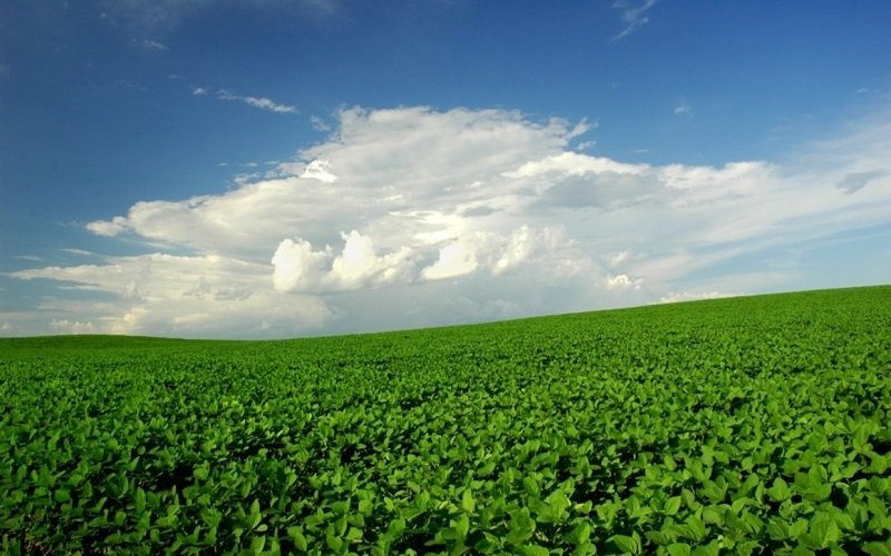  Setor agropecuário teve bom desempenho no primeiro trimestre | abc+