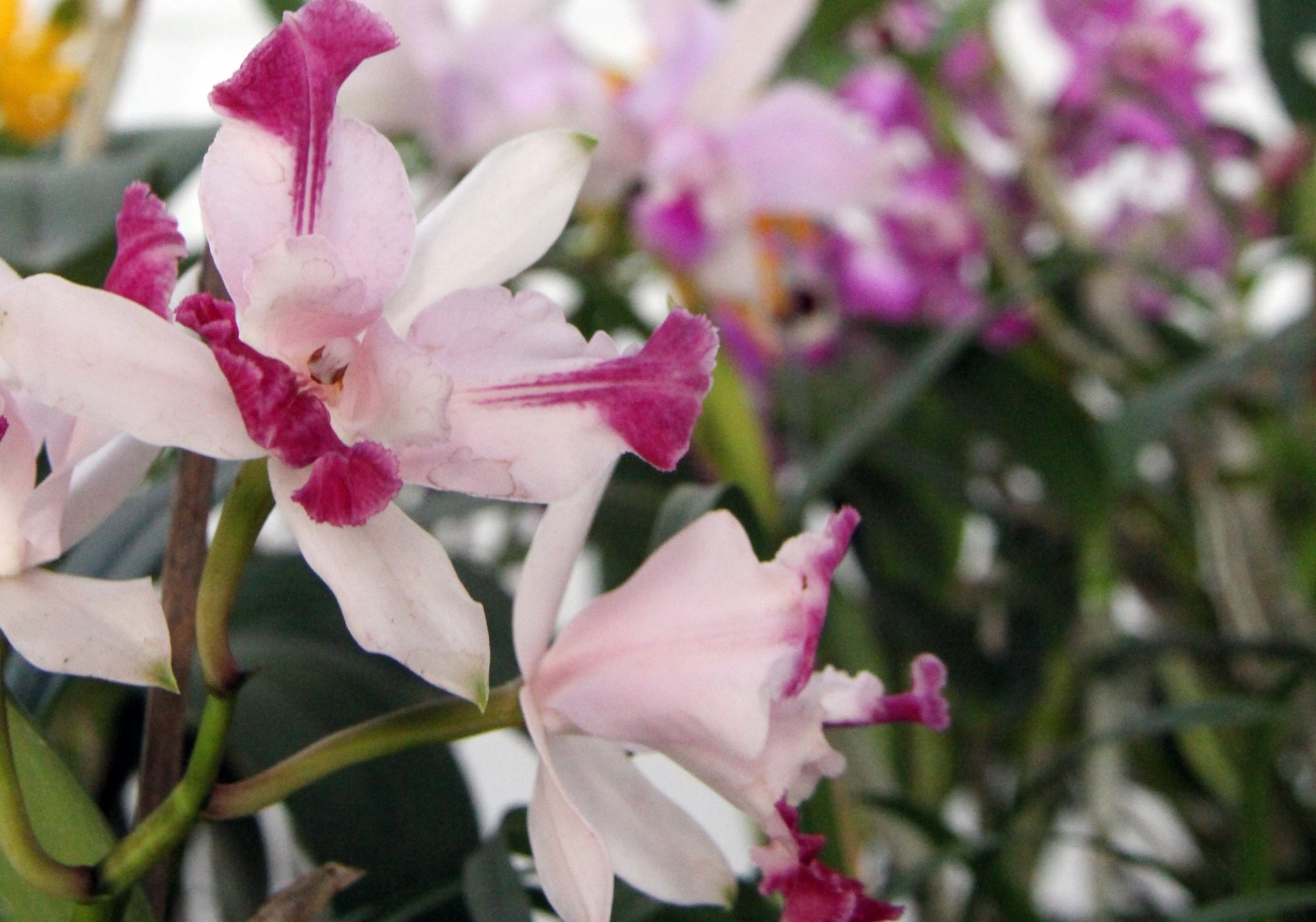 São Leopoldo recebe última exposição de orquídeas do ano neste fim de semana