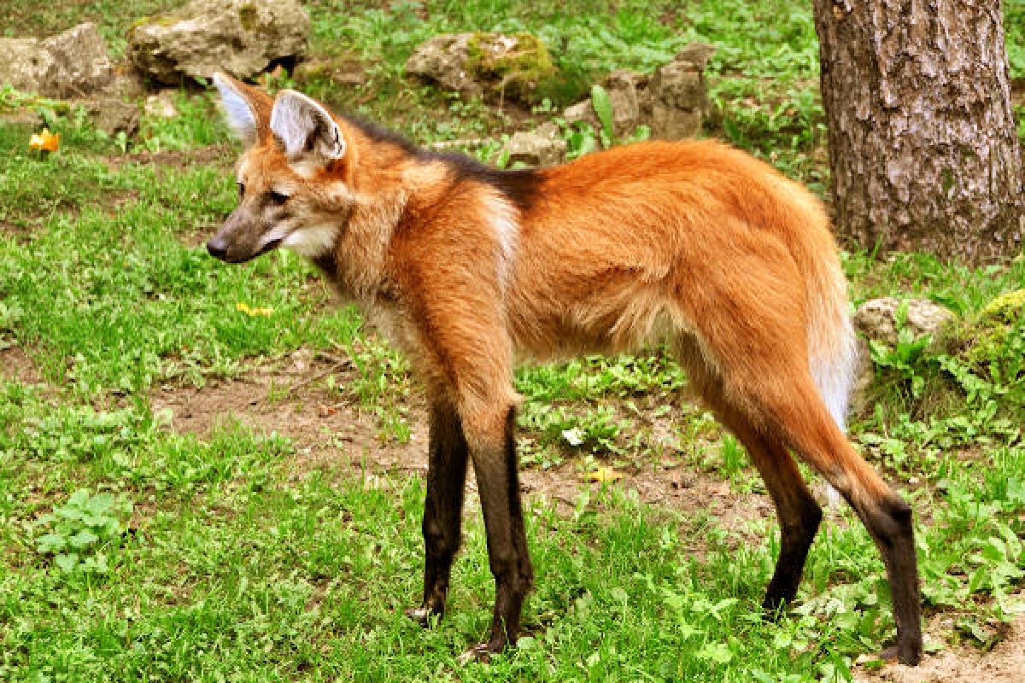 Imagem da cédula de R$ 200, com lobo-guará, é divulgada pelo Banco Central