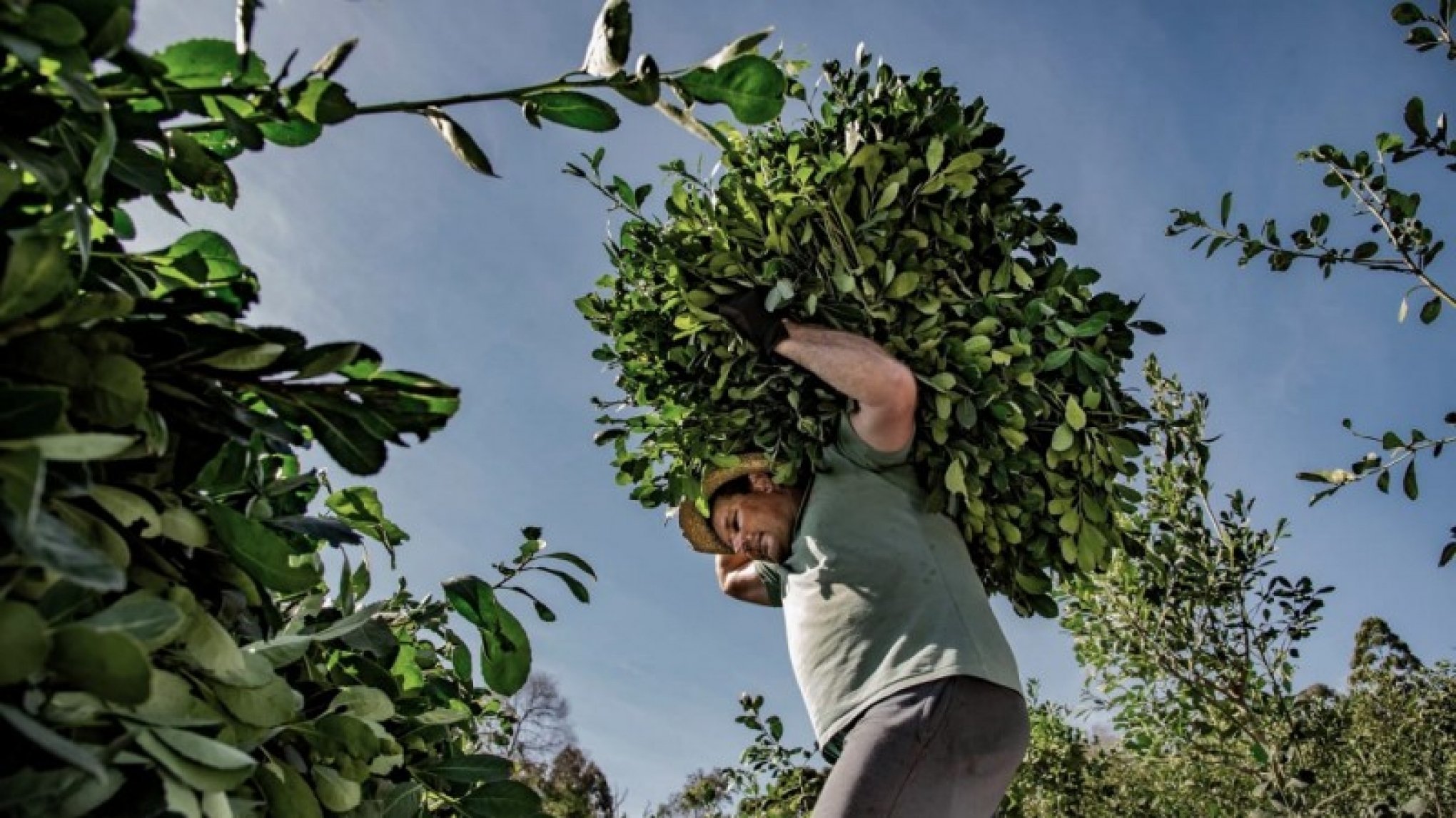 Seminário da Erva-Mate reúne lideranças em Ilópolis para discutir soluções à crise da cadeia produtiva
