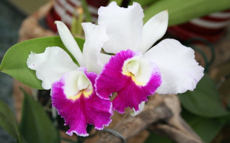 Exposição de Orquídeas movimenta Novo Hamburgo no fim de semana | abc+