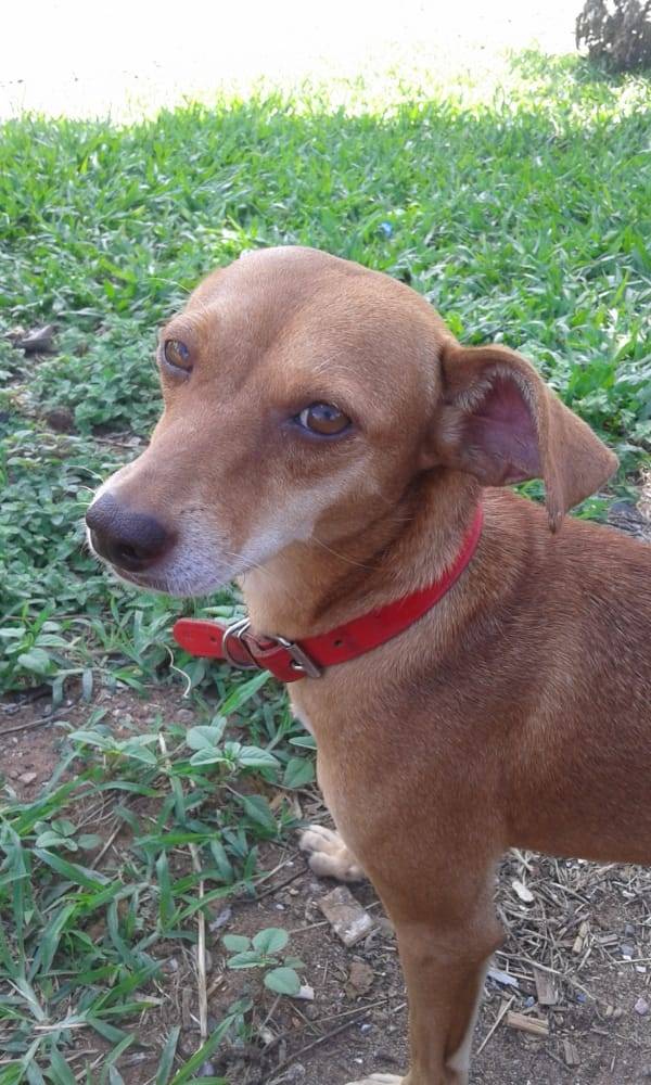 Ela ia com ele para todo lugar