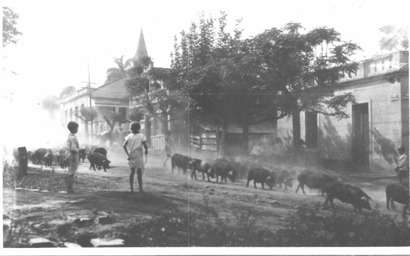 Vara de porcos é levada pelas ruas de Hamburgo Velho na década de 1920 | abc+