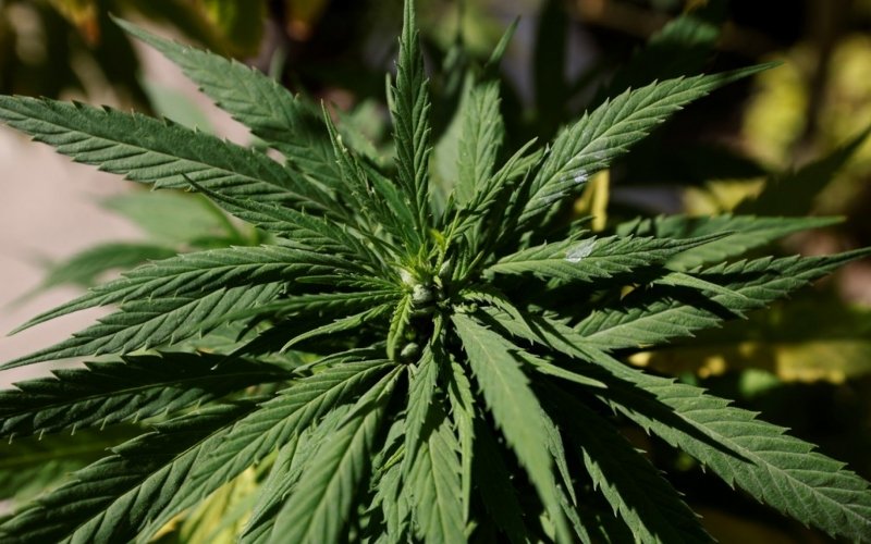Folhas de cannabis, usadas para produzir maconha | abc+