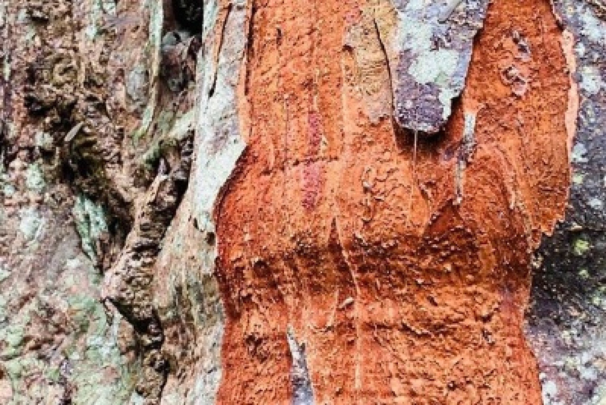 Paubrasil de 600 anos é encontrado por pesquisadores na Bahia País Jornal VS