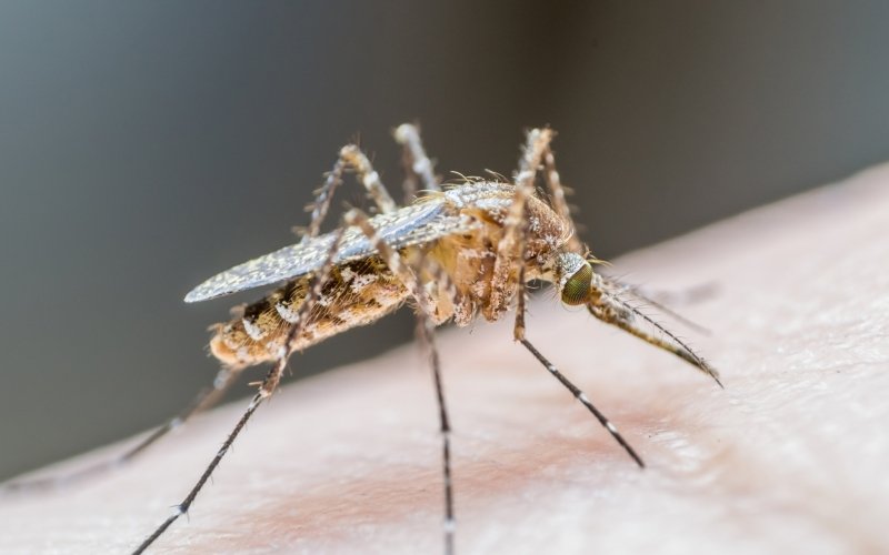 Aedes aegypti é o mosquito transmissor da dengue | abc+