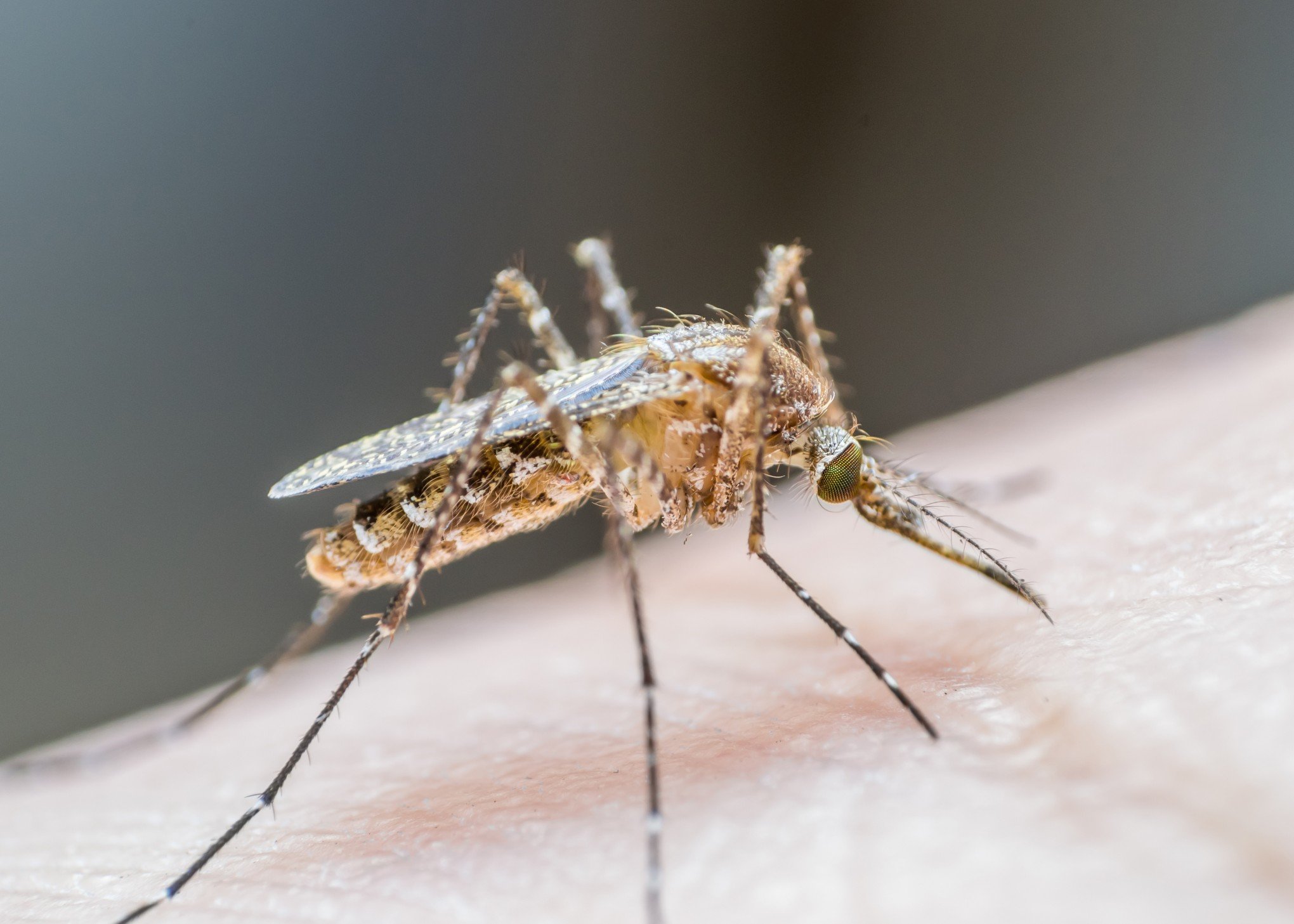 Igrejinha conteve a dengue depois de explosão de casos no ano passado