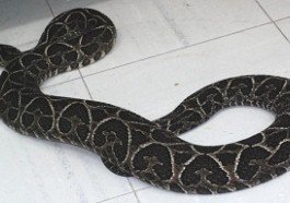 Cruzeira, urutu (Bothrops alternatus)