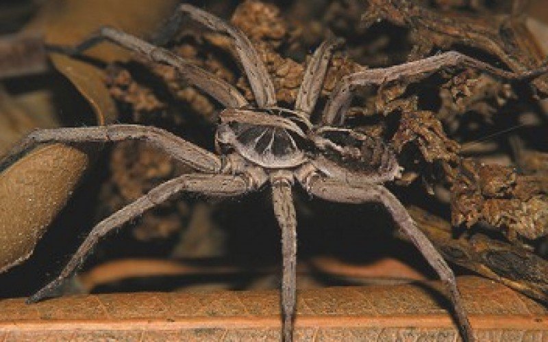 Aranha-de-jardim | abc+