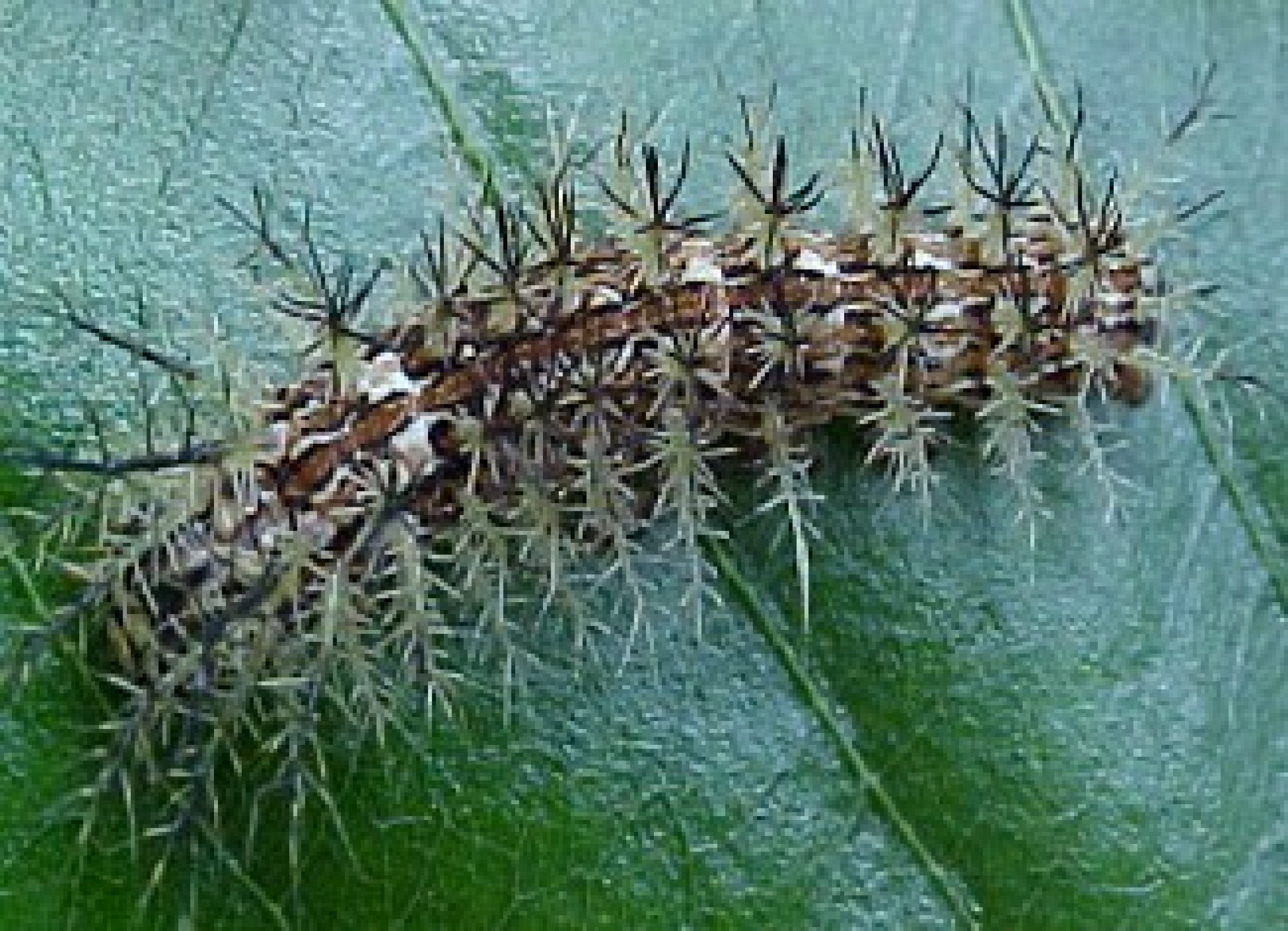 Taturana (Lonomia obliqua)  