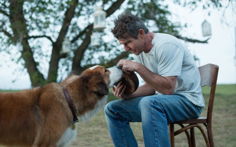 Quatro Vidas de um Cachorro | abc+