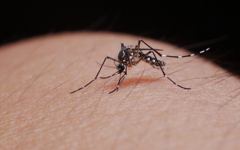 Entenda por que os casos de dengue aumentam no verão no Rio Grande do Sul | abc+