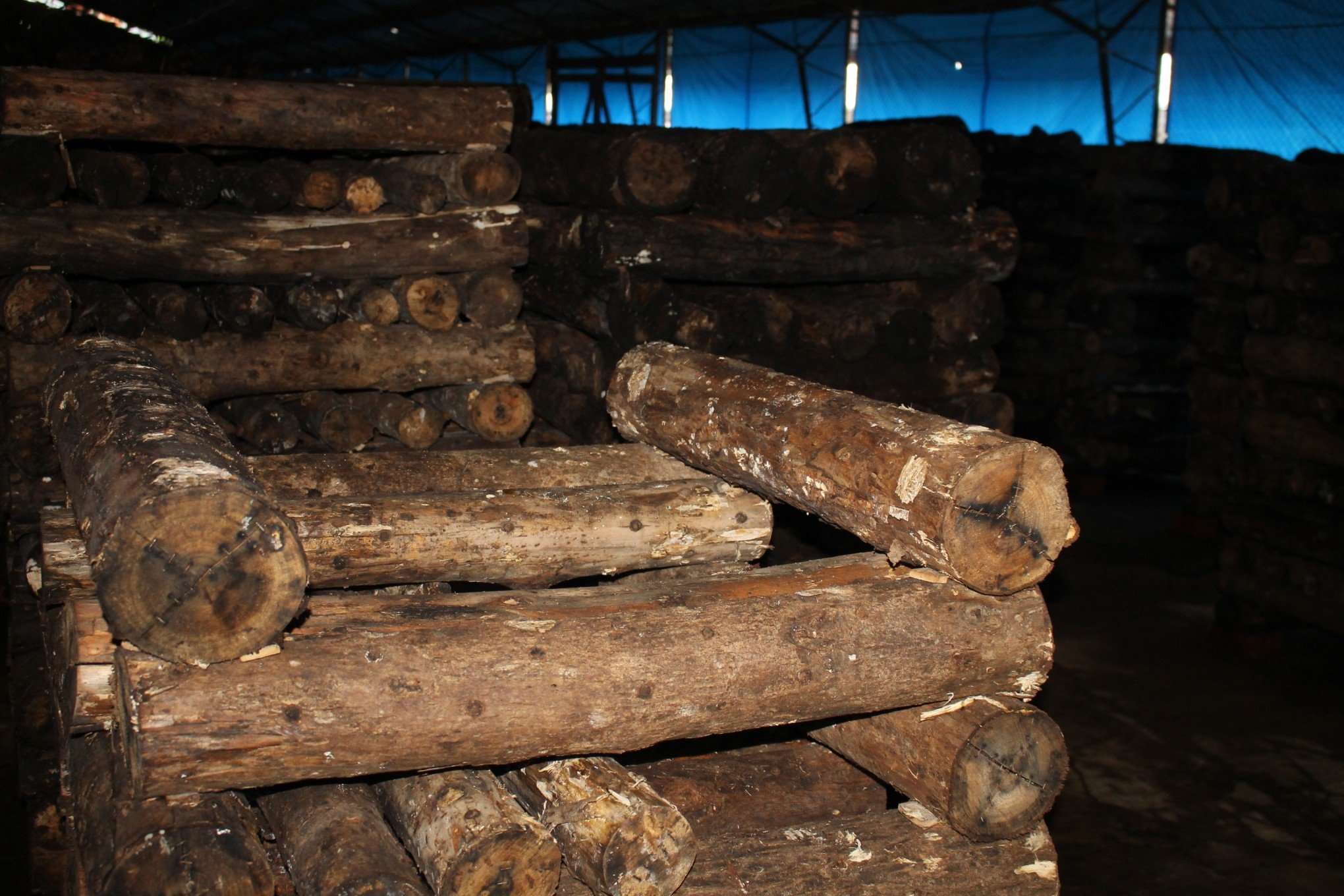 COMO FUNCIONA? COGUMELOS SHITAKE EM TORAS - LOCAL DE CULTIVO 